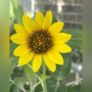 Richard Ding Ding 3D Printed Whistle Handmade Choose Color & Size NEW